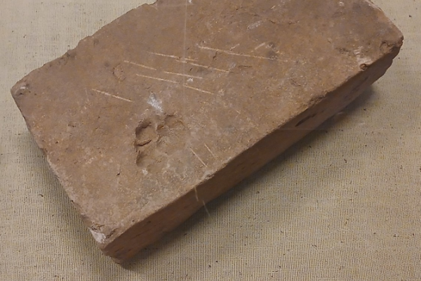 Early brick with a cat paw print.